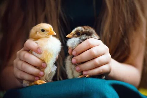 Easter chicken Stock Photos