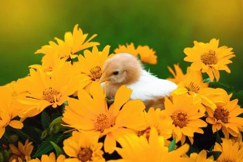 Easter chicken Stock Photos