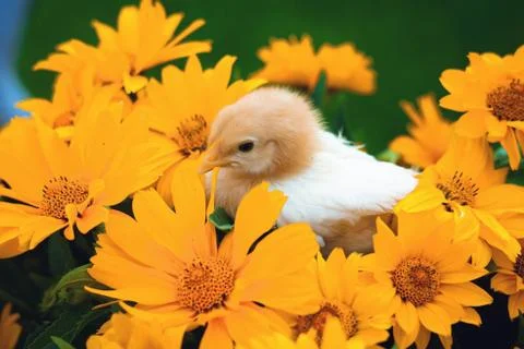 Easter chicken Stock-Fotos