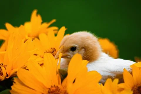 Easter chicken Foto stock