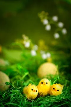 Easter chickens Stock Photos