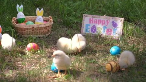 Easter Chickens Walking on Grass by Colored Eggs Stock Footage 168235411