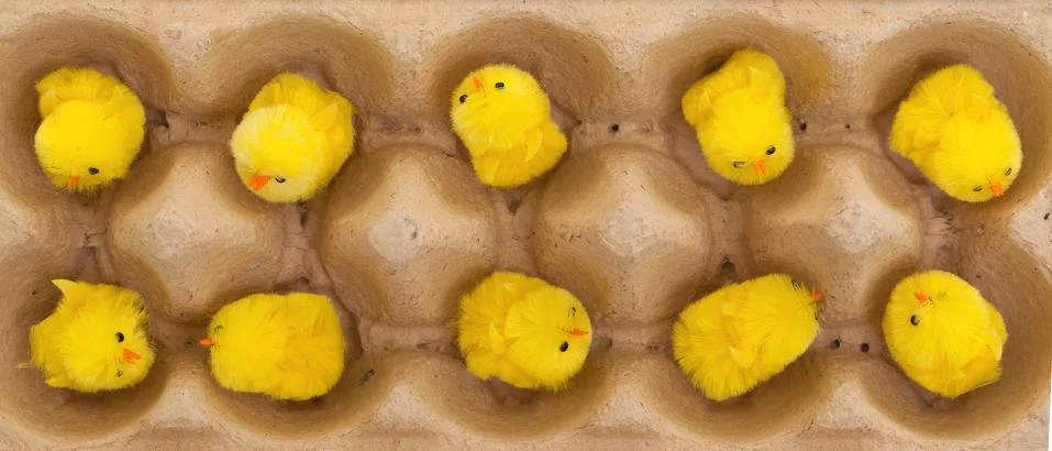 Easter chicks in an eggbox Stock Photos