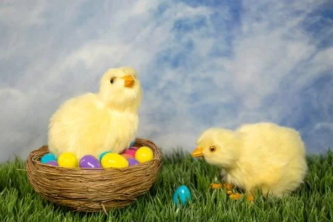 Easter chicks with eggs Stock Photos