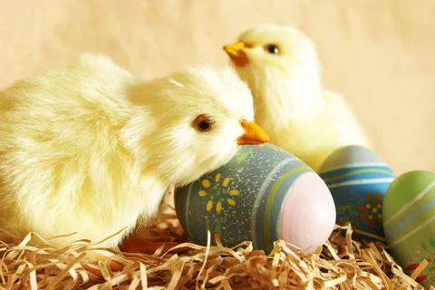 Easter Chicks Eggs 스톡 사진