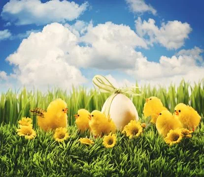 Easter chicks in the grass Stock Photos