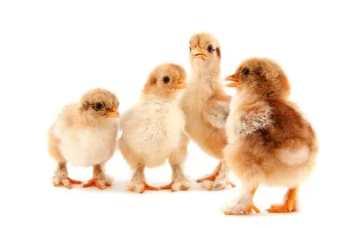 Easter chicks Stock Photos