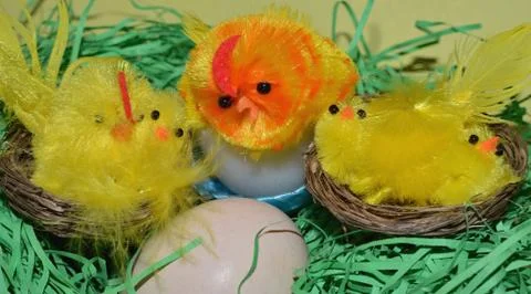 Easter chicks Stock Photos