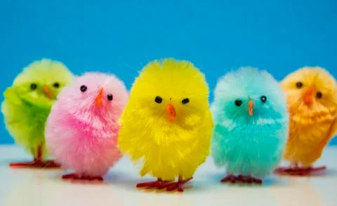 Easter chicks Stock Photos