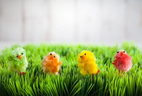 Easter chicks Stock Photos