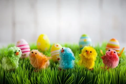 Easter chicks Stock Photos