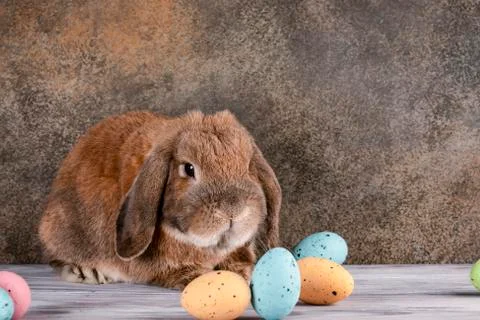 Easter chubby bunny. Festive Easter eggs. Spring family holiday. Stock Photos
