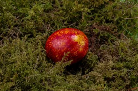 Easter colored egg on green moss, red with yellow color Stock-Fotos