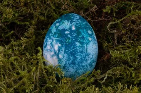Easter colored egg on green moss, blue color Stock Photos