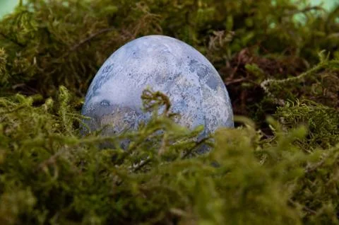 Easter colored egg on green moss, blue color Stock Photos