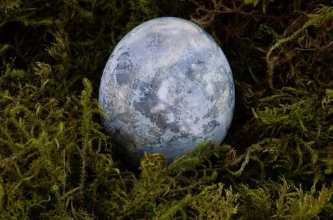 Easter colored egg on green moss, blue color Stock Photos