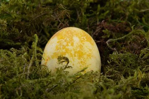 Easter colored egg on green moss, yellow color Stock Photos