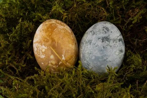 Easter colored eggs on green moss, yellow and blue color Stock Photos