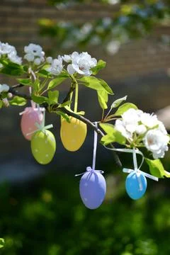 Easter colored eggs hang on the tree Stock-Fotos