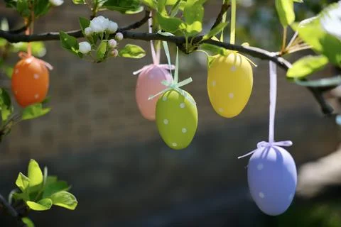 Easter colored eggs hang on the tree Photos
