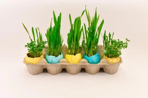Easter. Colored eggs with young green sprouts of wheat. Stock Photos