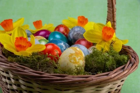 Easter, colored painted eggs in a wicker basket with moss and daffodils Stock Photos
