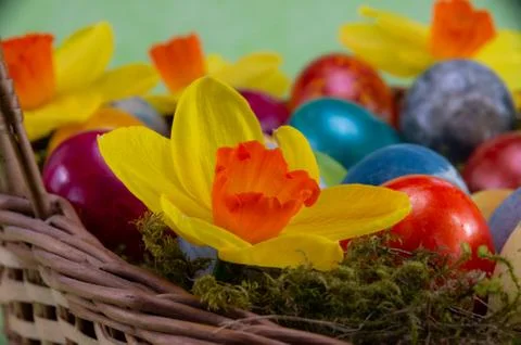 Easter, colored painted eggs in a wicker basket with moss and daffodils Stock Photos