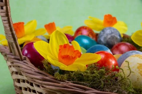 Easter, colored painted eggs in a wicker basket with moss and daffodils Stock Photos