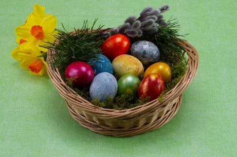 Easter, colored painted eggs in a wicker basket with moss and daffodil Stock Photos