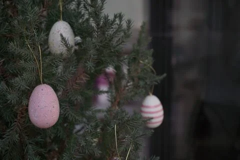 Easter colorful decor on pine tree, plastic multicolor eggs space for copy. S Stock Photos
