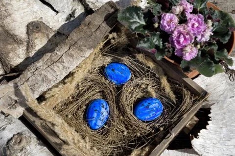 Easter composition  with blue egg in old wooden box with dry plant  as nest a Stock Photos