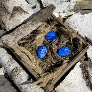 Easter composition  with blue egg in old wooden box with dry plant  as nest Stock Photos