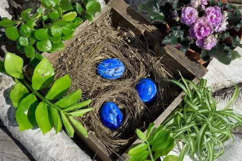 Easter composition  with blue egg in old wooden box with dry plant  as nest a Stock Photos