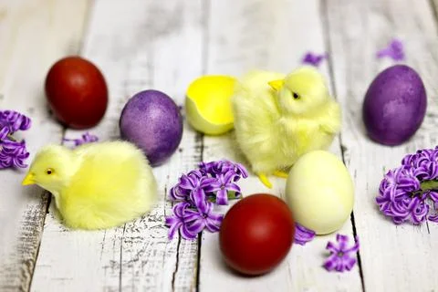 Easter composition with chikens, eggs and hyacinth spring flowers Stock Photos