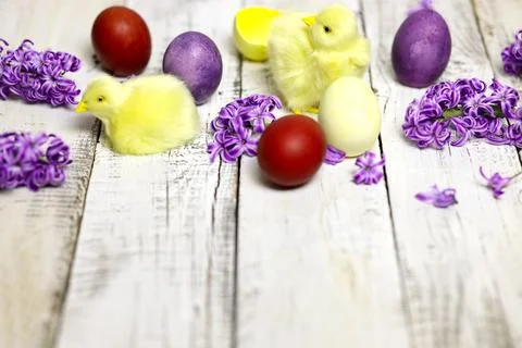 Easter composition with chikens, eggs and hyacinth spring flowers Stock Photos