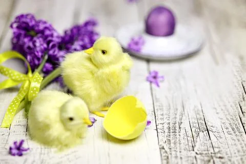 Easter composition with chikens, eggs and hyacinth spring flowers Stock Photos