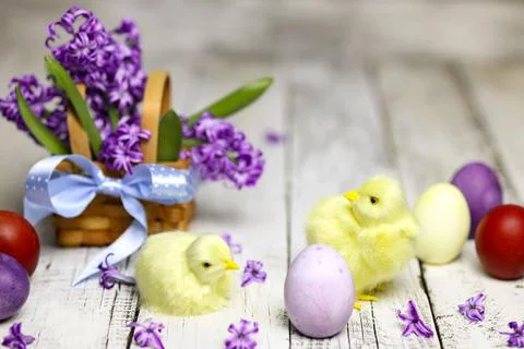 Easter composition with chikens, eggs and hyacinth spring flowers in the bask Stock Photos
