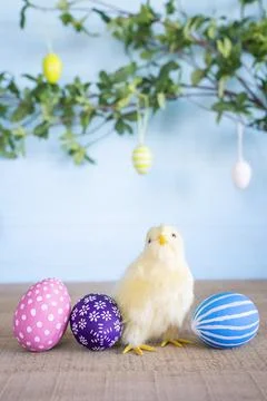 Easter composition with colored Easter eggs and yellow fluffy fledgling chicken. Stock Photos