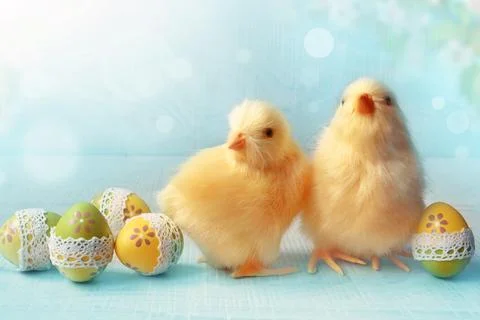 Easter composition with Colorful Easter eggs, chicks on blue background. Stock Photos