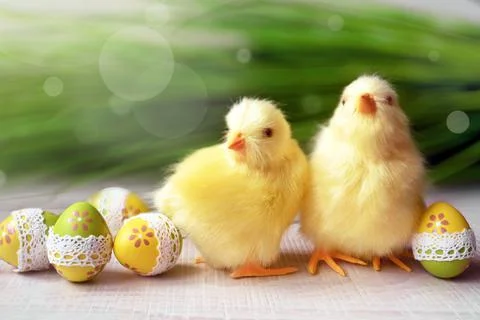 Easter composition with Colorful Easter eggs, chicks on green grass backgroun Stock Photos
