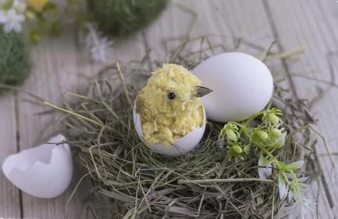 Easter composition with diy chicken made of yarn pom-poms.the beak is made of Stock Photos
