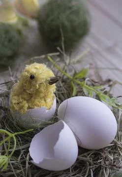 Easter composition with diy chicken made of yarn pom-poms. Stock Photos