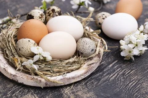 Easter composition with eggs and blooming branch Stock Photos