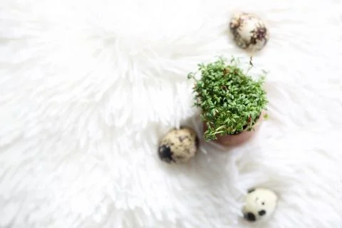 Easter composition with eggs and shells, top view. Ecological style. Stock Photos
