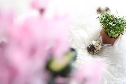 Easter composition with eggs and shells. Ecological style. Stock Photos