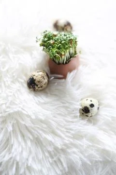 Easter composition with eggs and shells, top view. Ecological style. Stock Photos