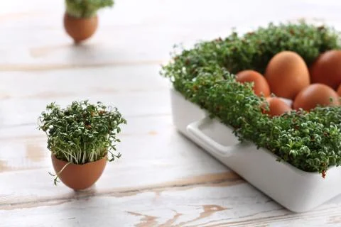 Easter composition with eggs and shells. Ecological style. Stock Photos