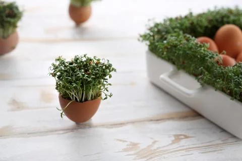 Easter composition with eggs and shells. Ecological style. Stock Photos
