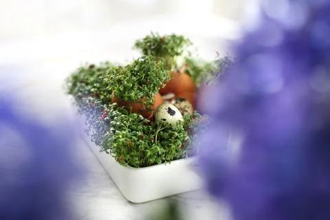 Easter composition with eggs and shells and cress. Stock Photos