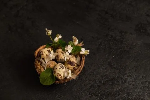 Easter composition. eggs in the nest and small flowers on a black background Stock Photos